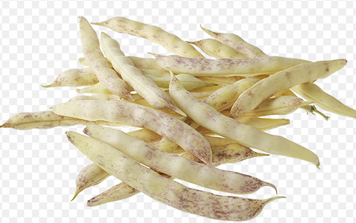 Haricots gousse coco de paimpol bio Bretagne