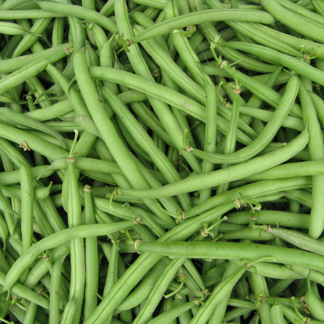 Haricot vert bio Lot et garonne