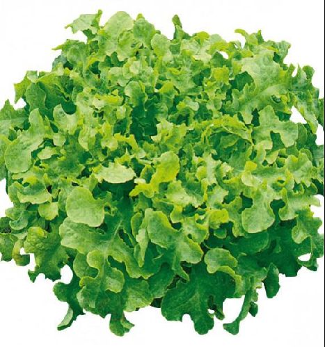 Salade BIO