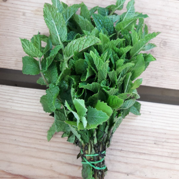 Menthe bio Laminak (Landes)