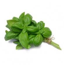 Basilic vert ou violet LAMINAK botte