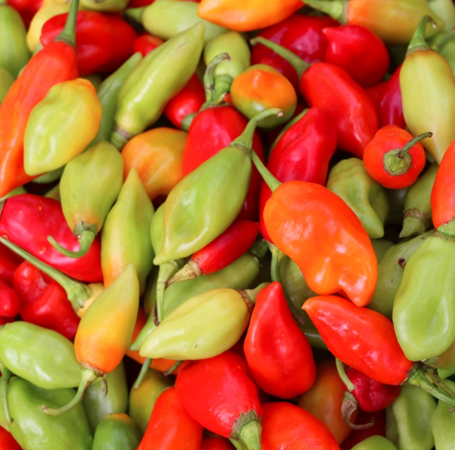 Piment doux vegetal (non piquant parfumé) bio Landes