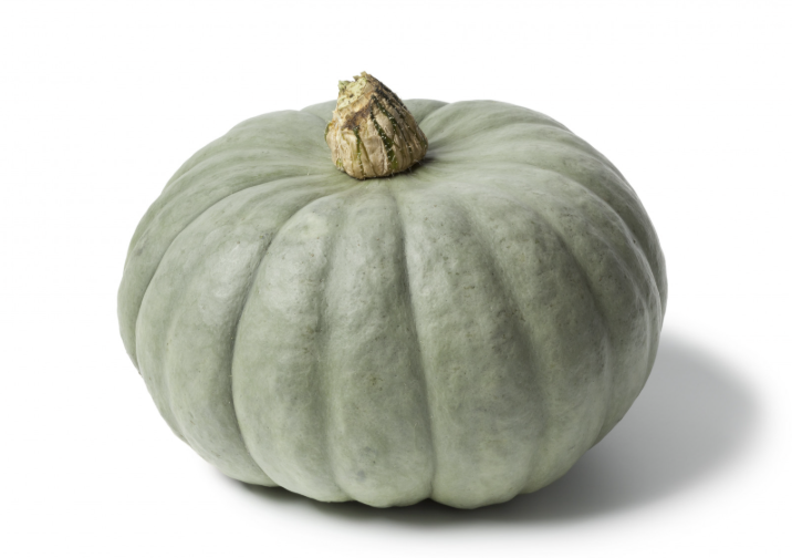 Courge bleue bio Occitanie