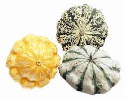 Patisson couleur mix bio Occitanie