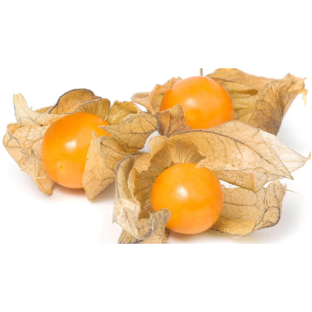 Physalis bio Landes