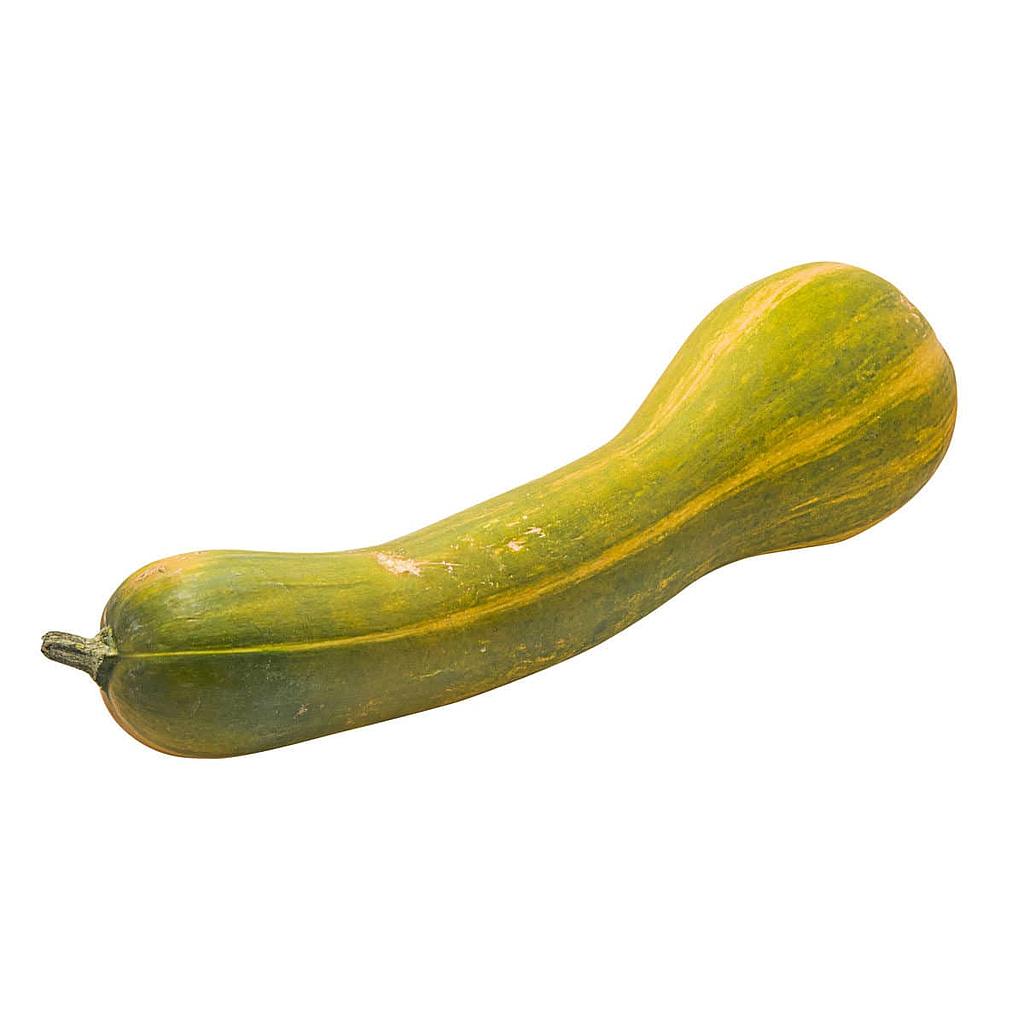 Courge longue de nice bio Landes