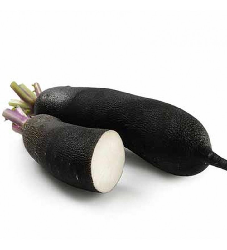Radis noir bio Bretagne