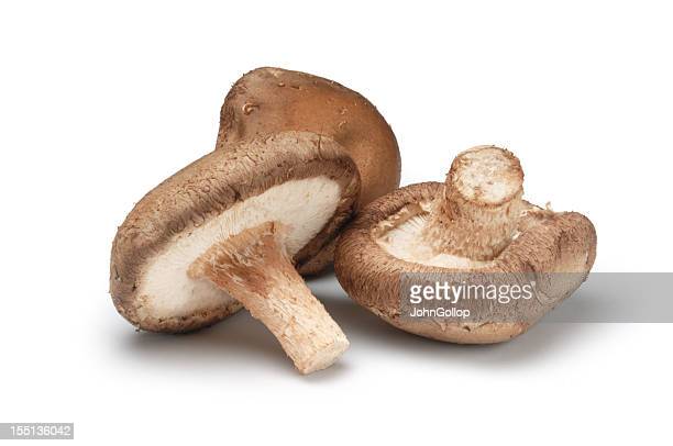 Shitake champignon bio Lot-et-Garonne