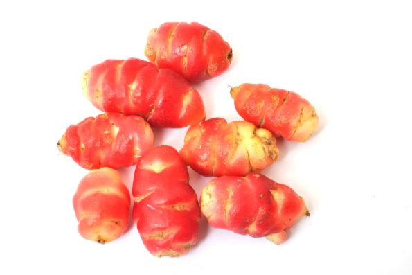 Oca du "perou" rouge Bretagne