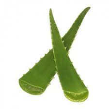 Aloe fraiche bio Andalousie