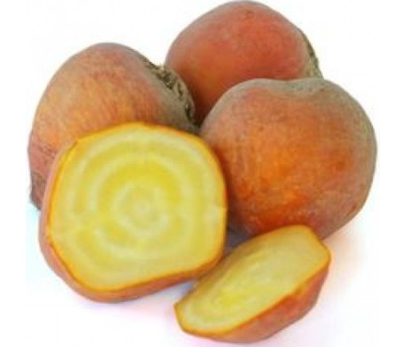 Betterave Chioggia bio Bretagne