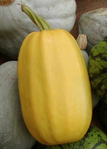 Courge spaghetti bio Landes (Laminak)