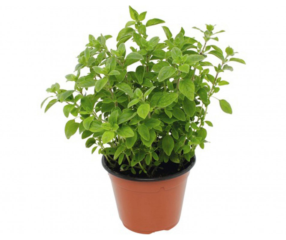 plant en pot Origan bio