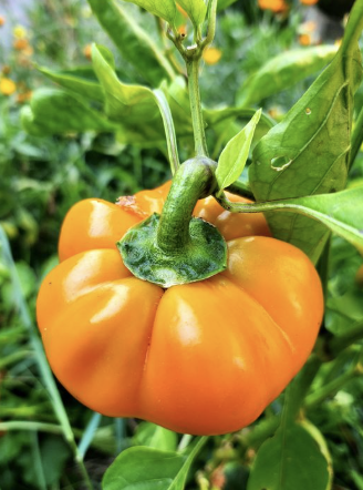 Poivron mandarine bio ferme des Laminak
