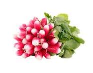 Radis rose bio Bretagne