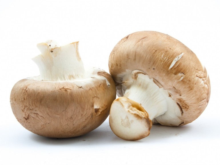 Champignon "paris" bio Lot-et-Garonne