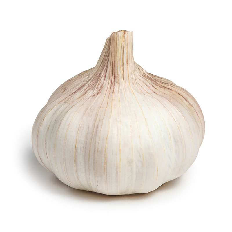 Ail blanc sec bio Occitanie