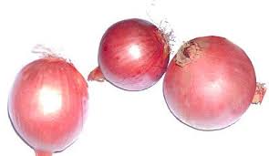 Oignon rouge bio Bretagne